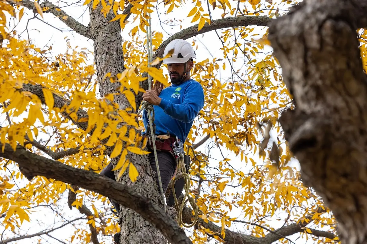 Skilled Tree Planing crew working in Moulton