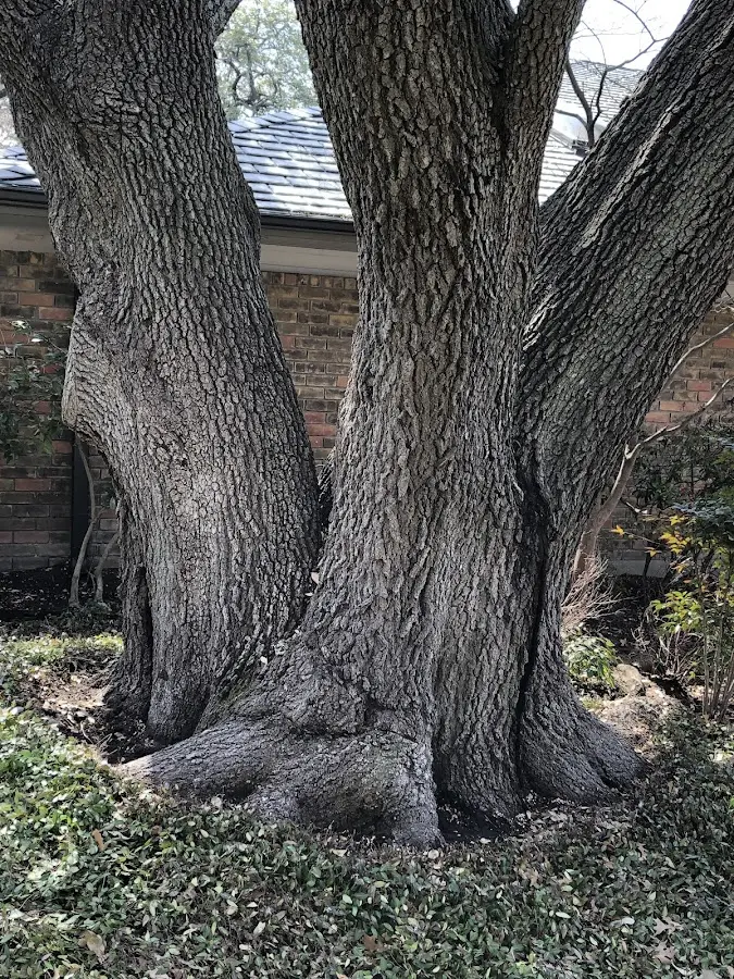 Mature heritage tree close to a Moulton property cared for by certified arborists